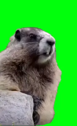 HEY