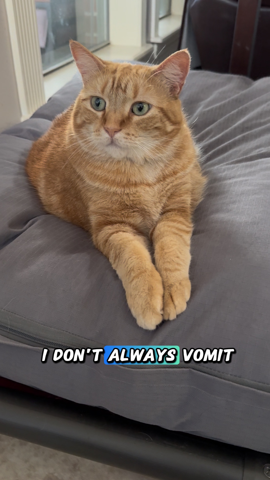 Cat confession 😂