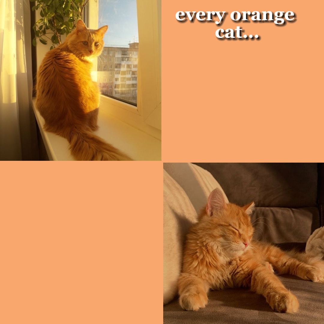 🧡Katze + 🖤Katze
