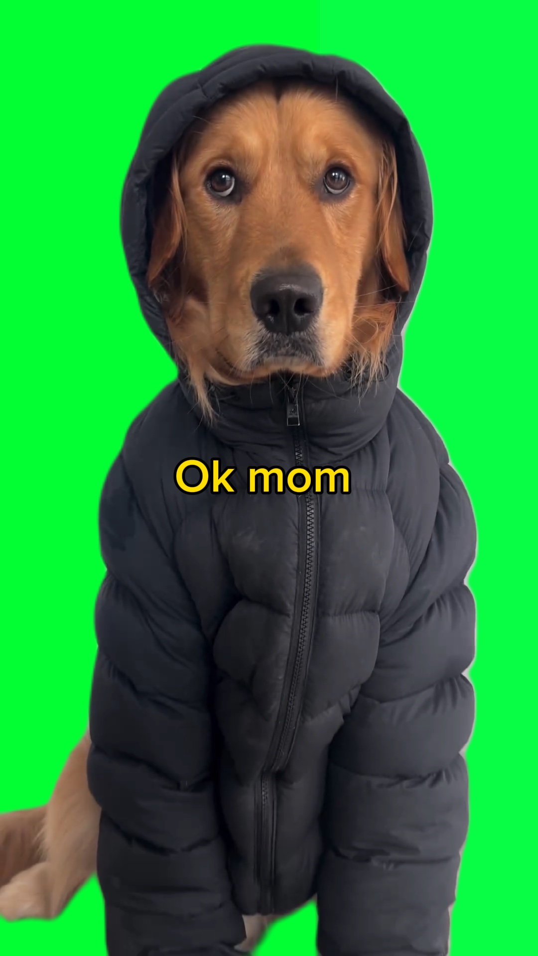Dog winter 