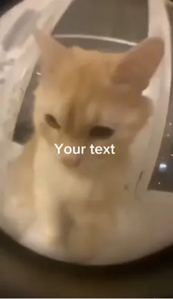 Cat going crazy meme