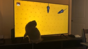 Süße Katze 