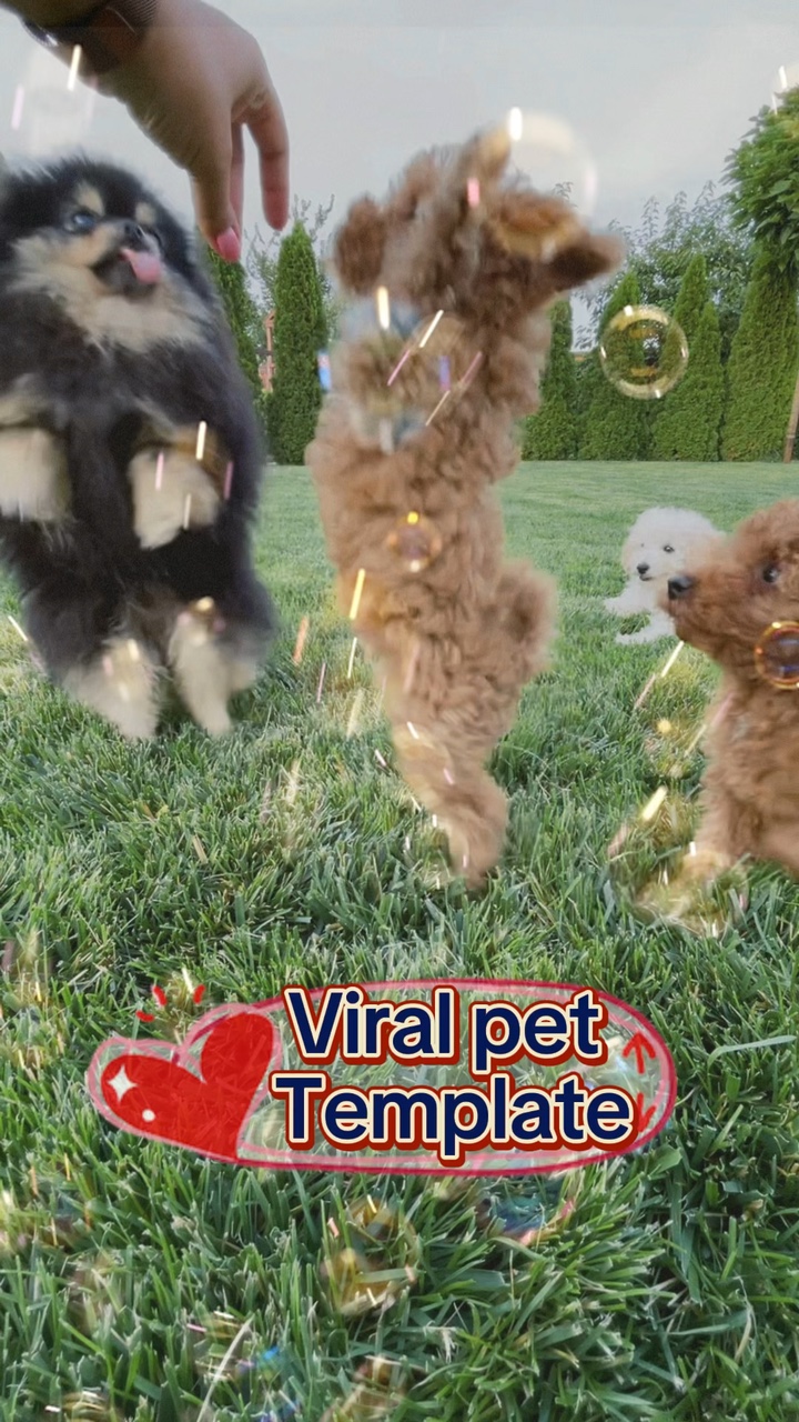 Viral pets❤️