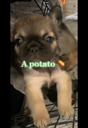 patates 