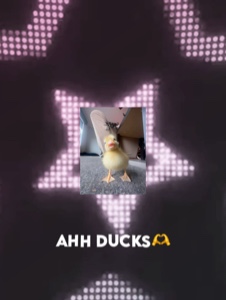 editing ducks😎