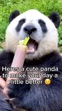 Eating bamboo