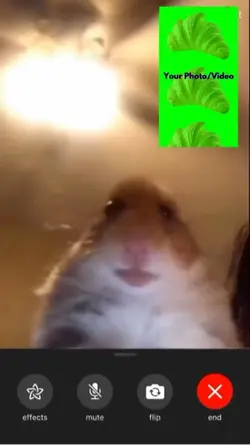 Hamster FaceTime