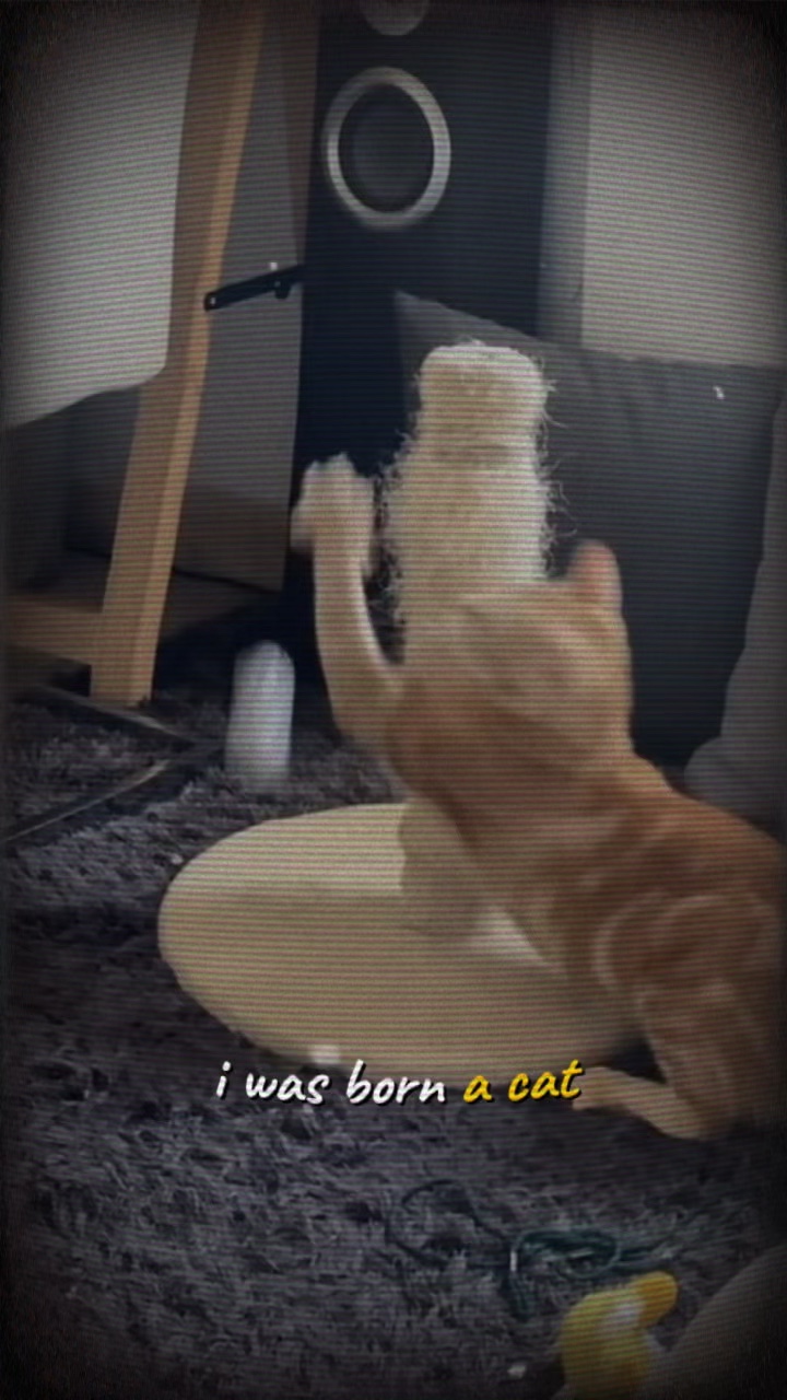 Ich wurde als Katze geboren