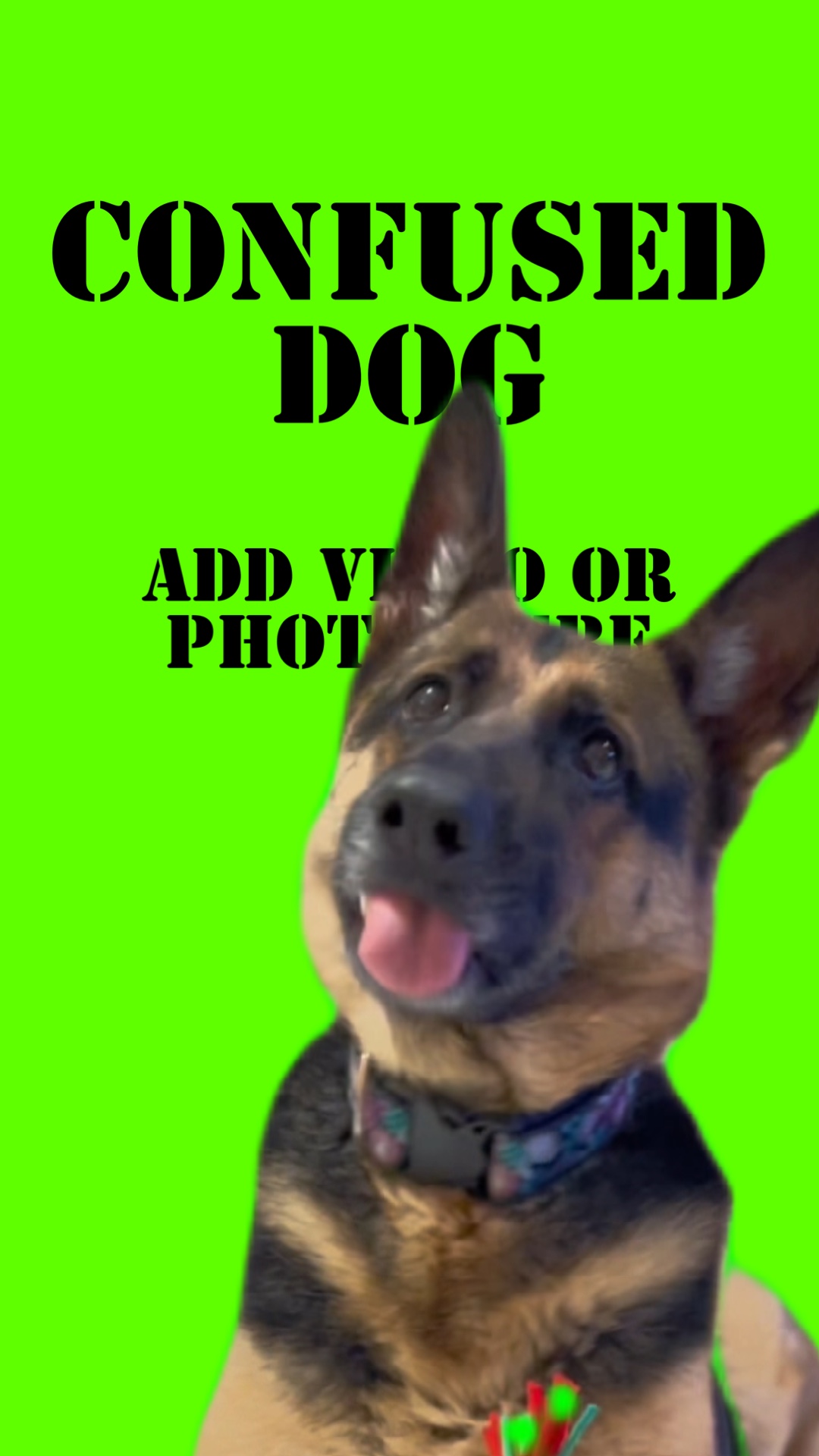 Confused AF Dog