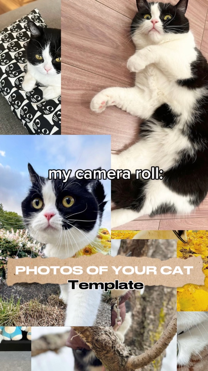 Fotos von Ihrer Katze