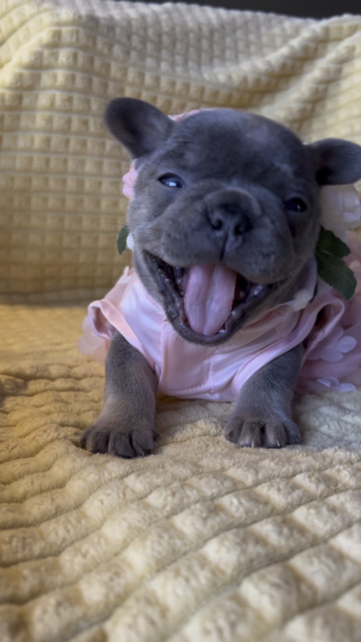 French Bulldog 