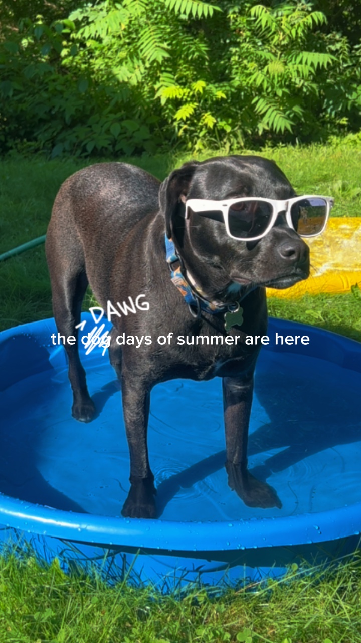 DAWG jours d'été