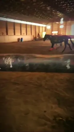 that trott