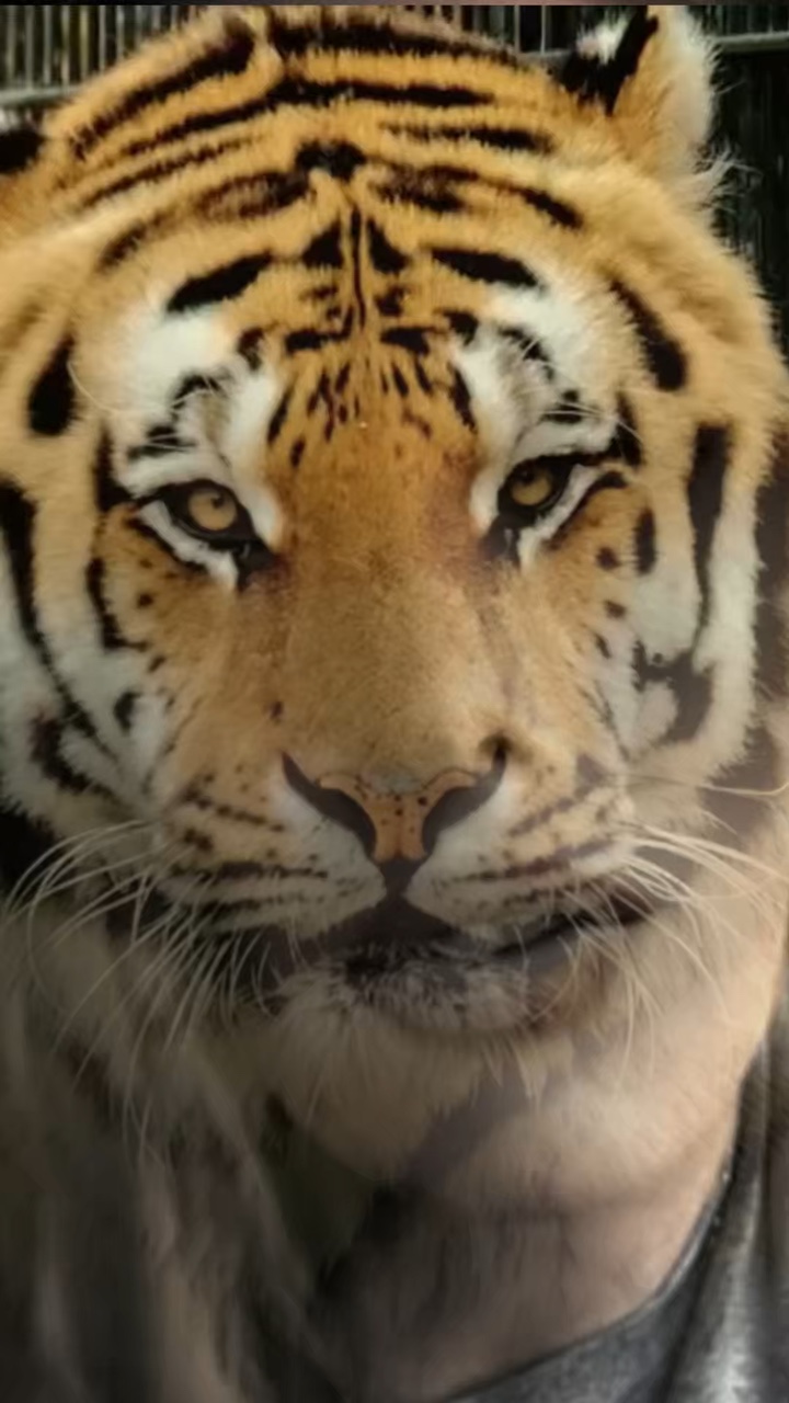 Efecto León