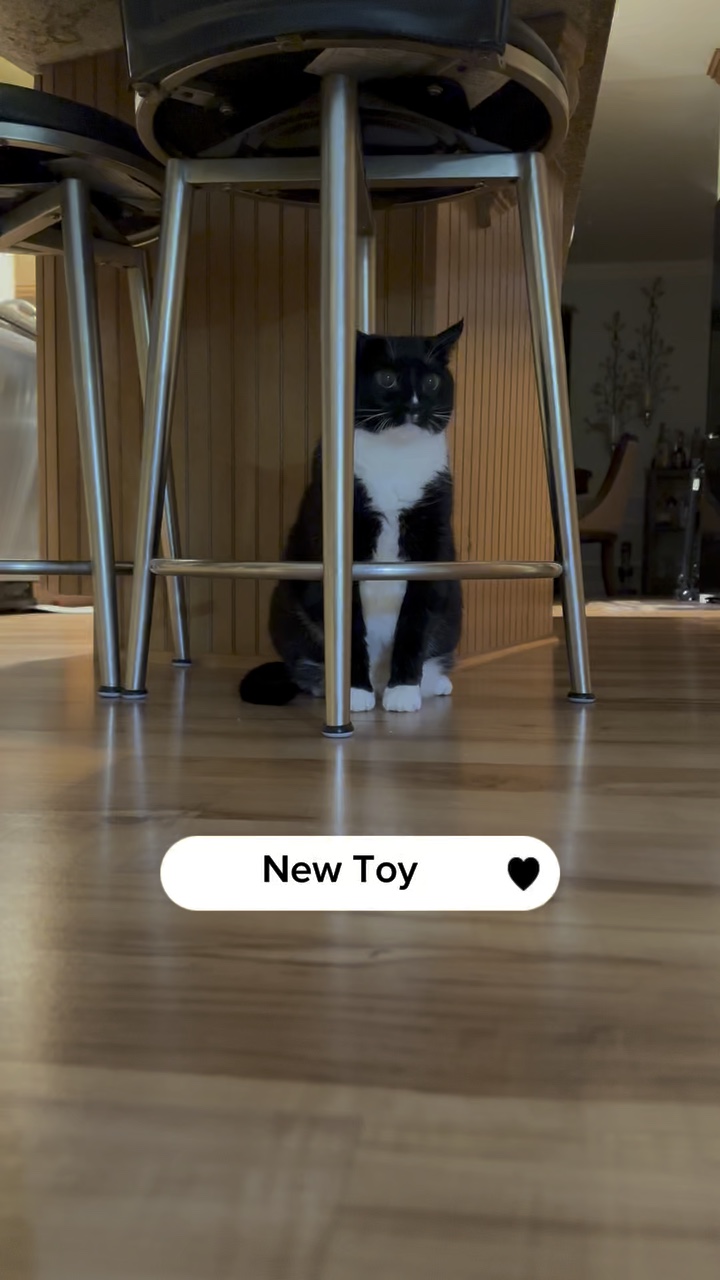 New cat toy