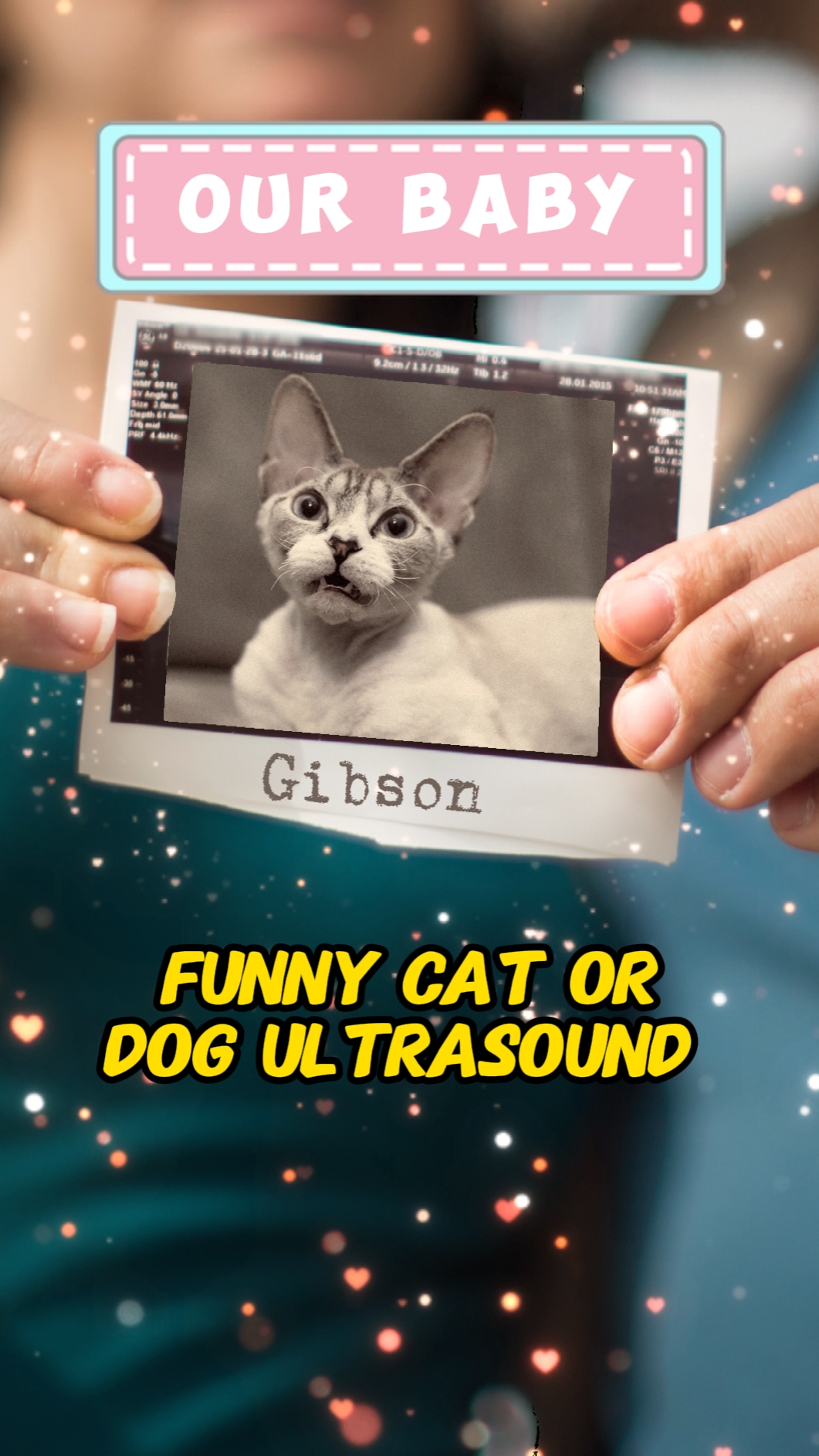 Kedi / Köpek Ultrason 