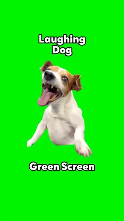 Laughing Dog