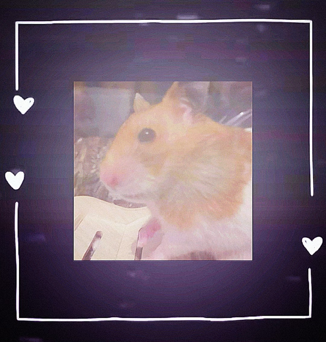 hamster saya: 3