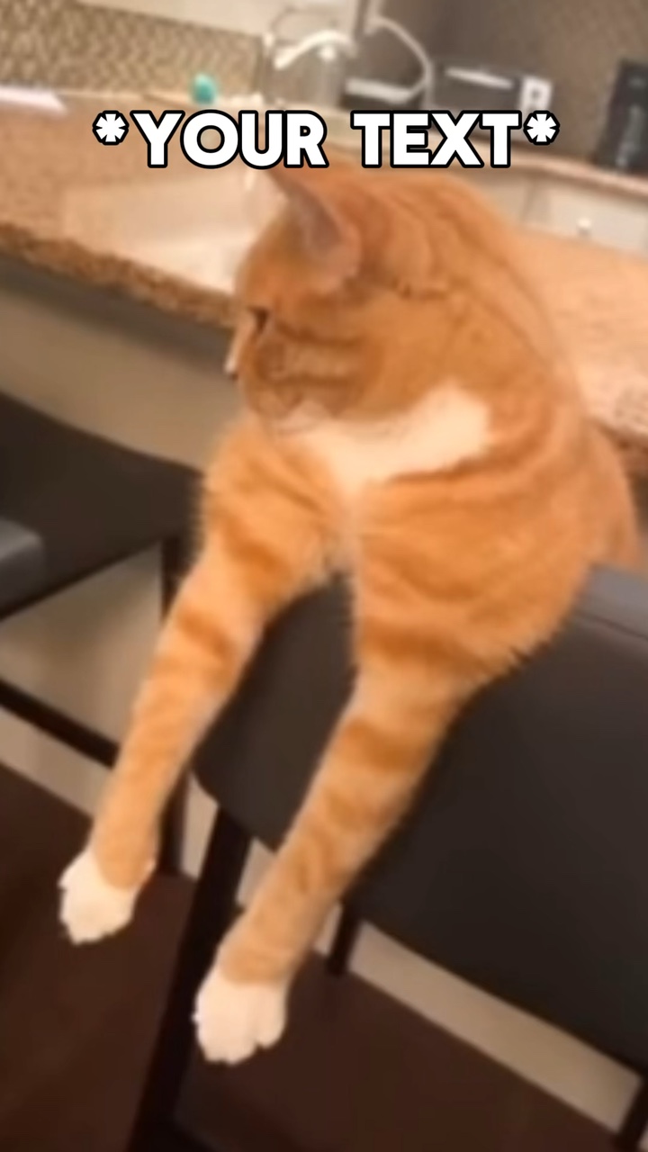 Cat rizz 
