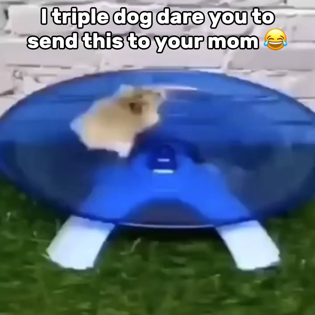Ratones Corriendo Meme