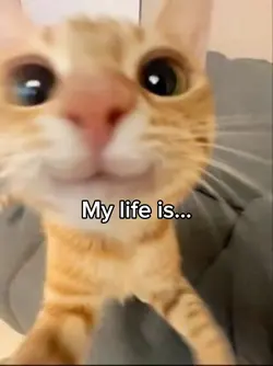 Cats 🐈‍⬛