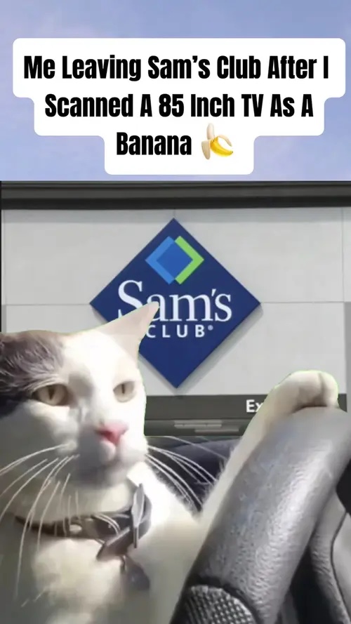 Mengemudi Kucing