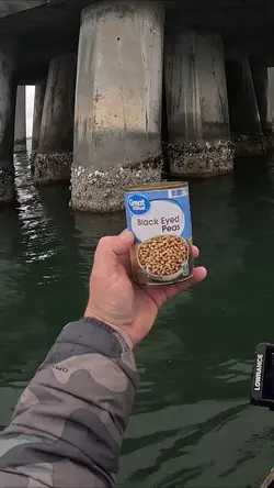 Fishing black eye p