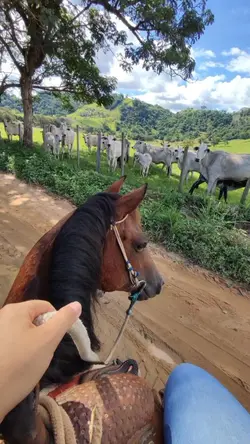 modão