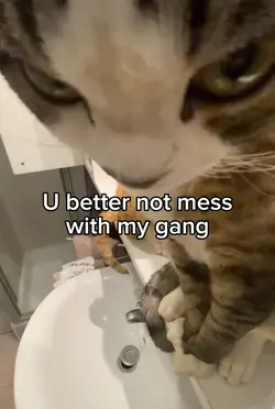 Catsss