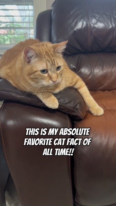 Cat facts 