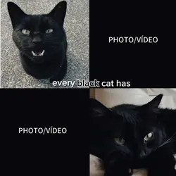 Cat Black/ Golden