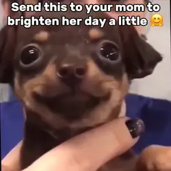 Aww So Cut