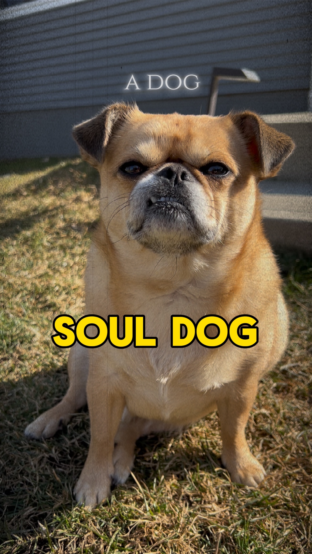 Seelenhund