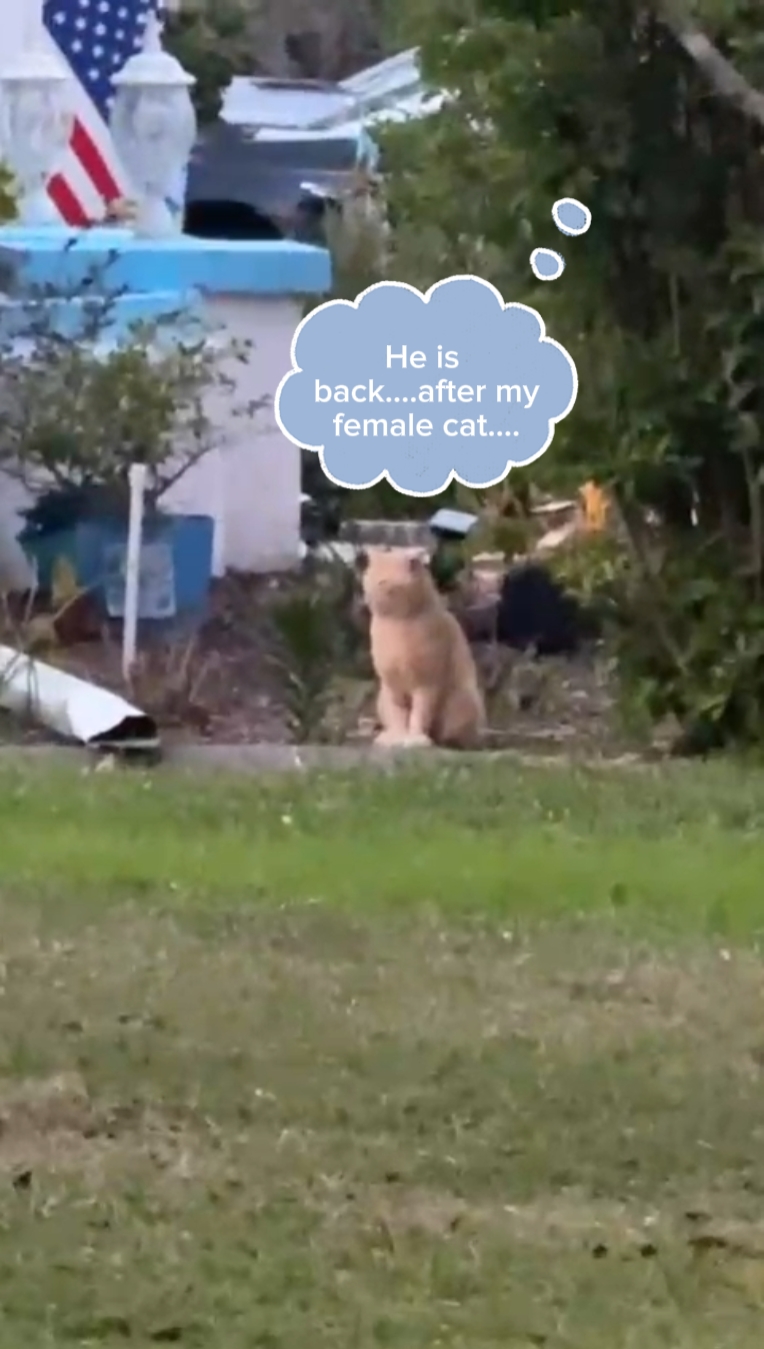 Part 2 cat going mad