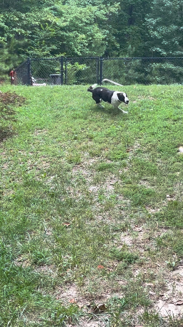 Zoomies de perros