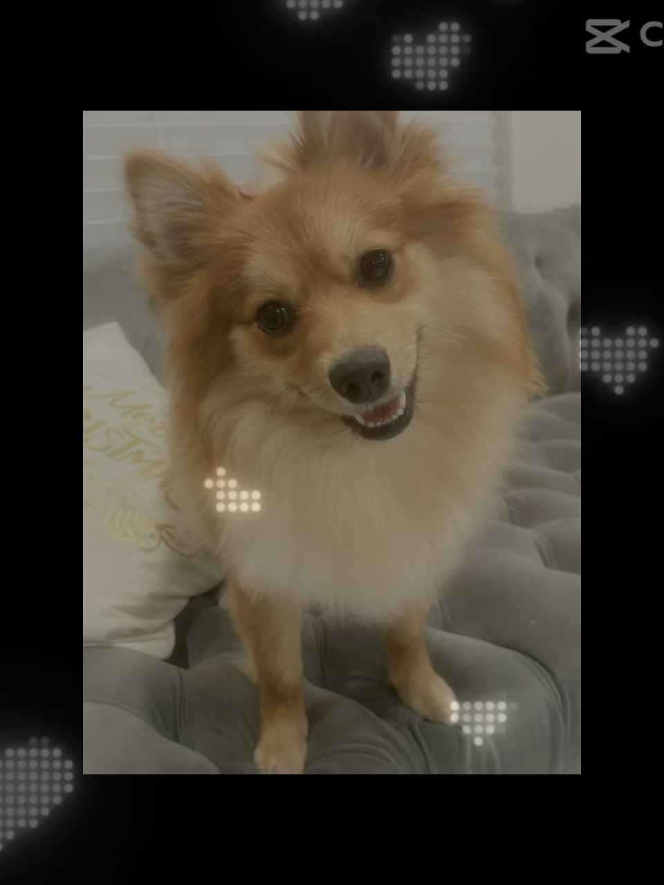 köpeğim < 3