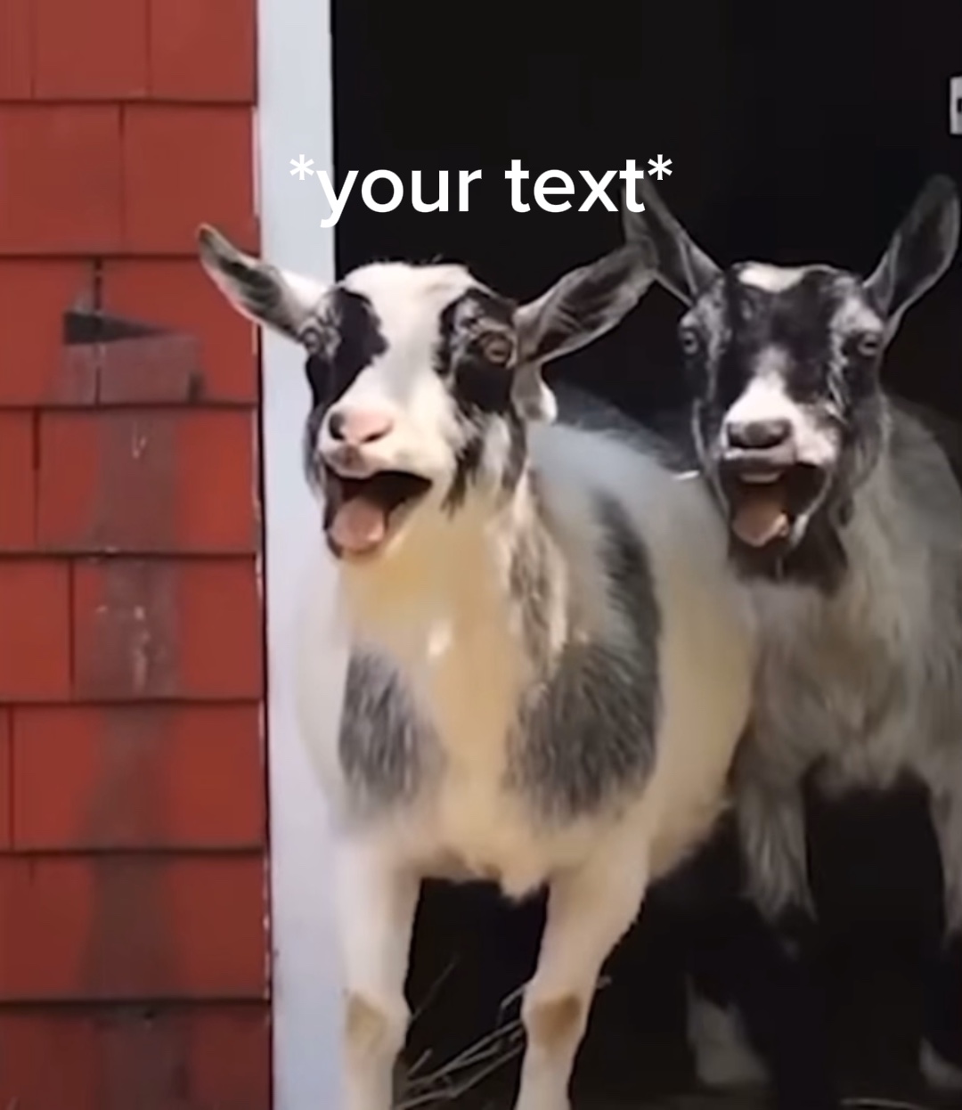 your text meme