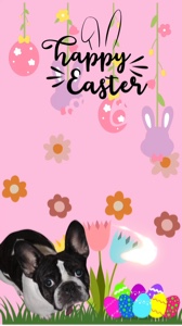 Hunde erste Ostern
