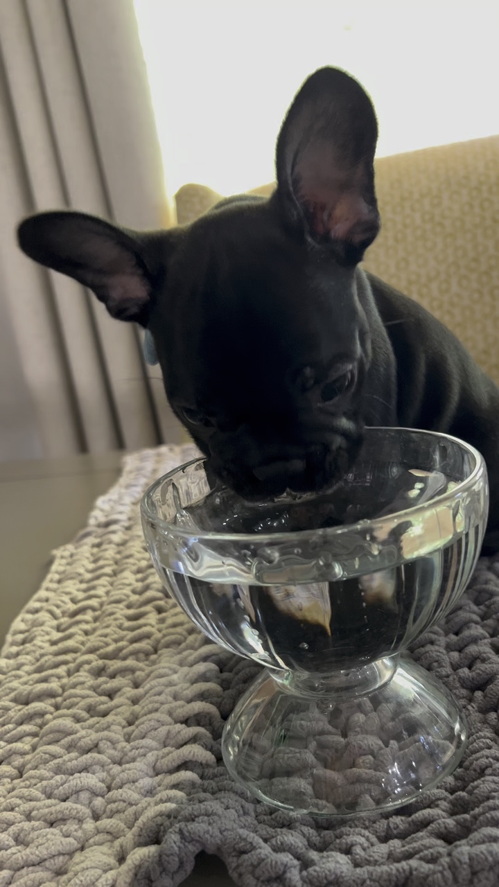 Puppy Life