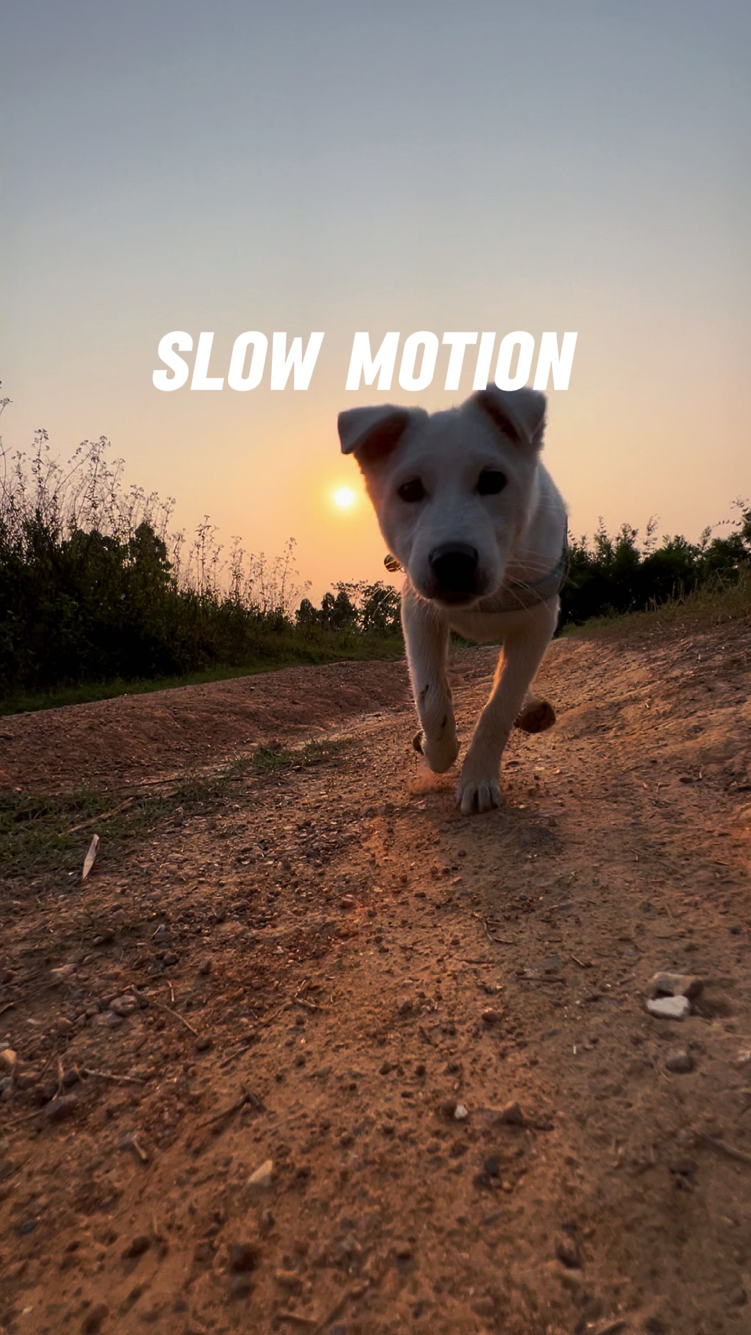애완동물은 편집에 영감을 줍니다.