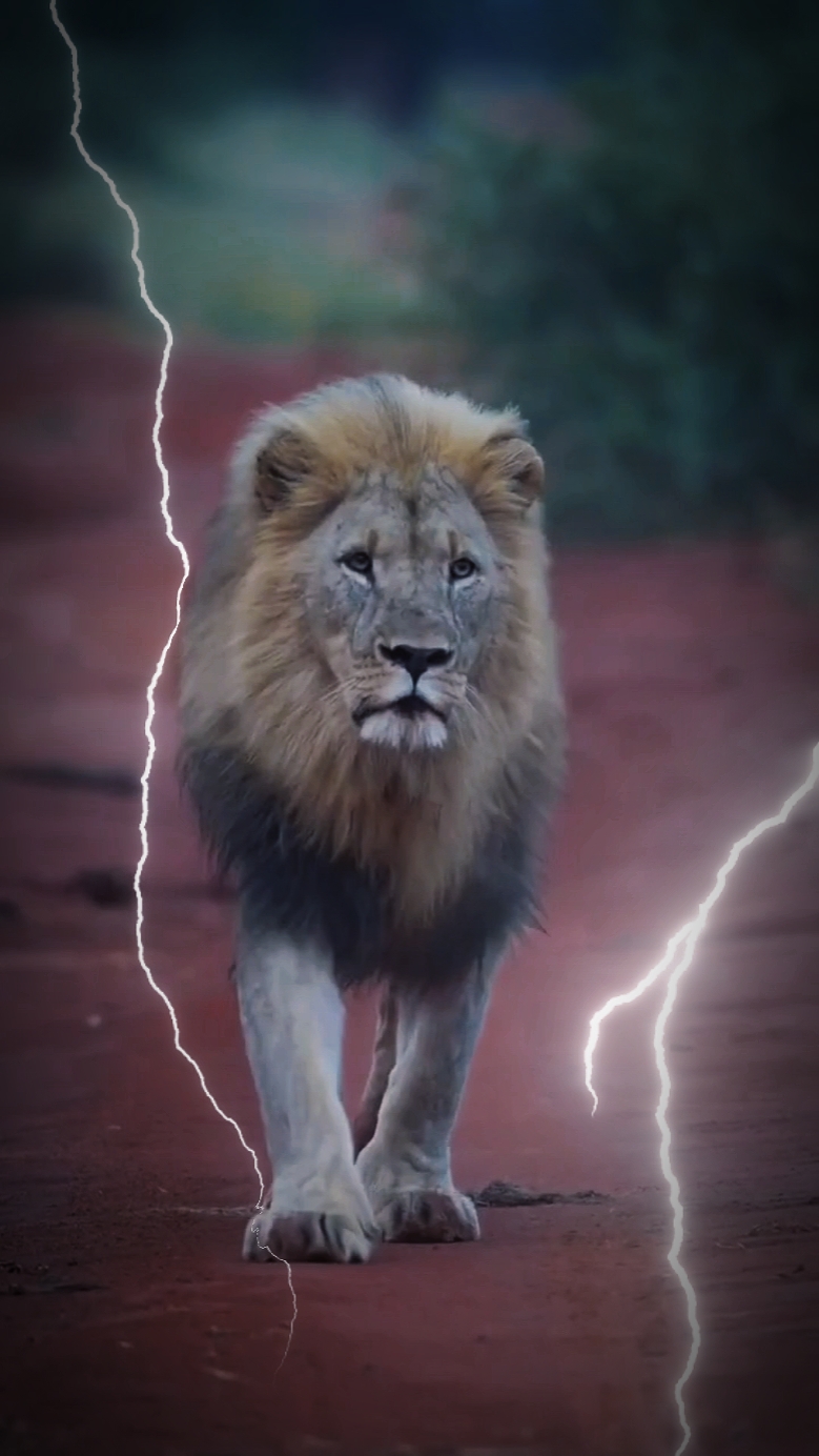 Le Roi Lion 