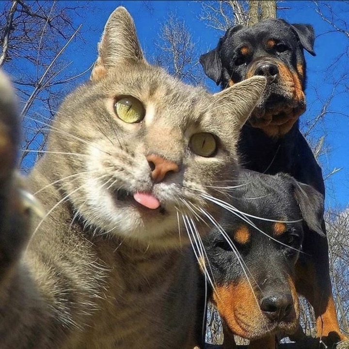 Gato🐈Perro🐾