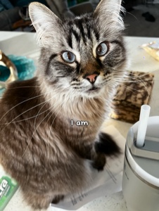 my cat frappe💗