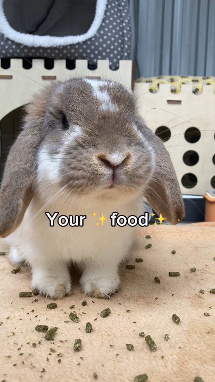 NECESITO COMIDA 