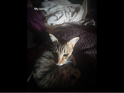 Kitty cat