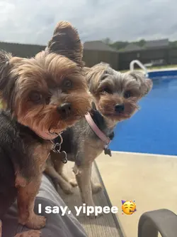 Yippee