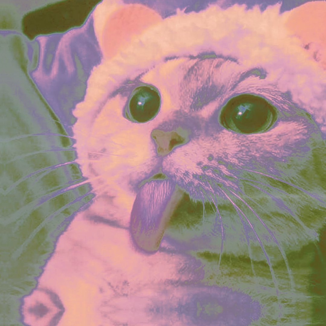 Edir de gato colorido