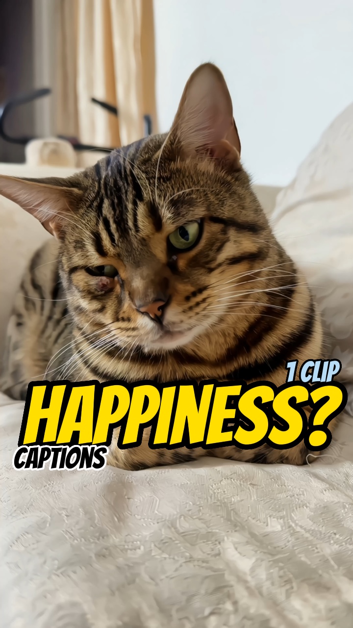 ¡¿Felicidad?! jajaja