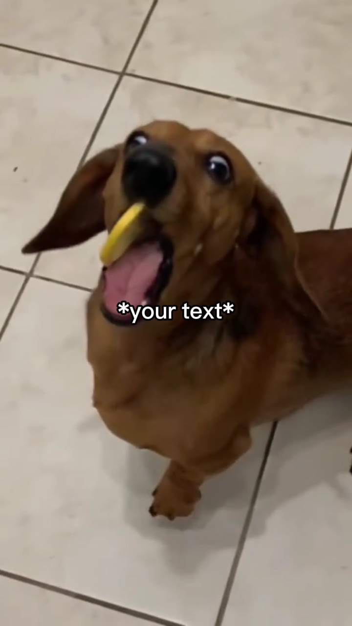 Chien mangeant du citron