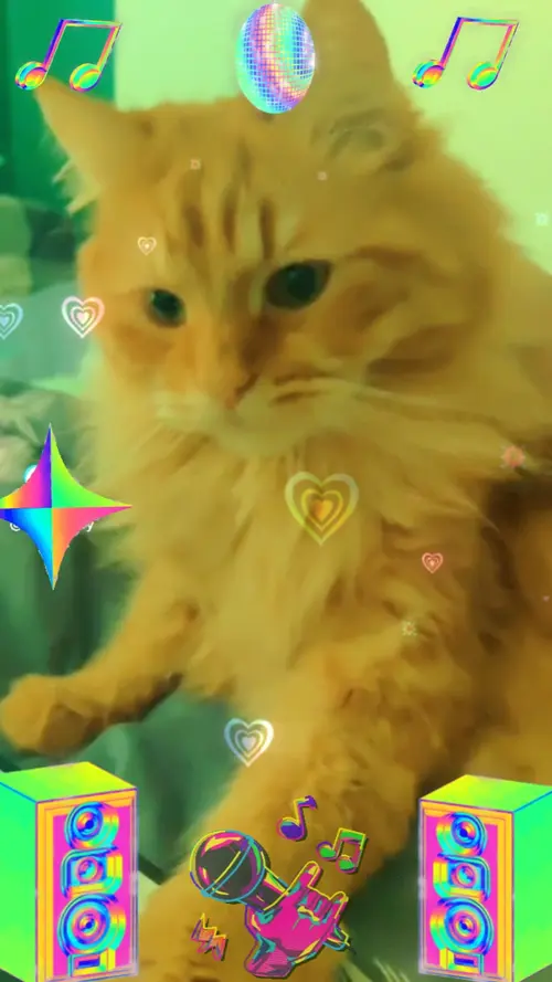 Langkah Purrfect